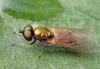 Chloromyia formosa